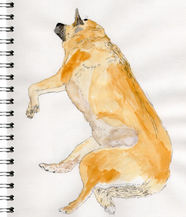 Bodie asleep - pencil and watercolours