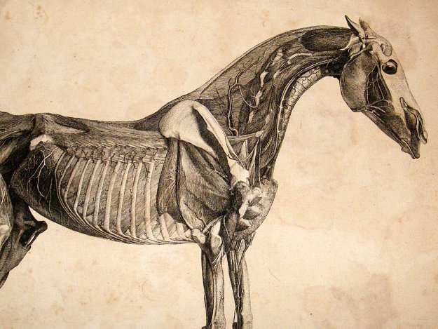 george-stubbs-anatomy-of-the-horse-1766-lg-folio-etching.-1st-edition-4-[2]-19243-p